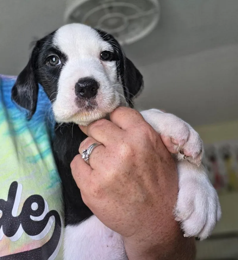 A baby small-sized male Tricolor (Brown, Black, & White) Terrier dog named Eric for adoption in Lakeland, FL