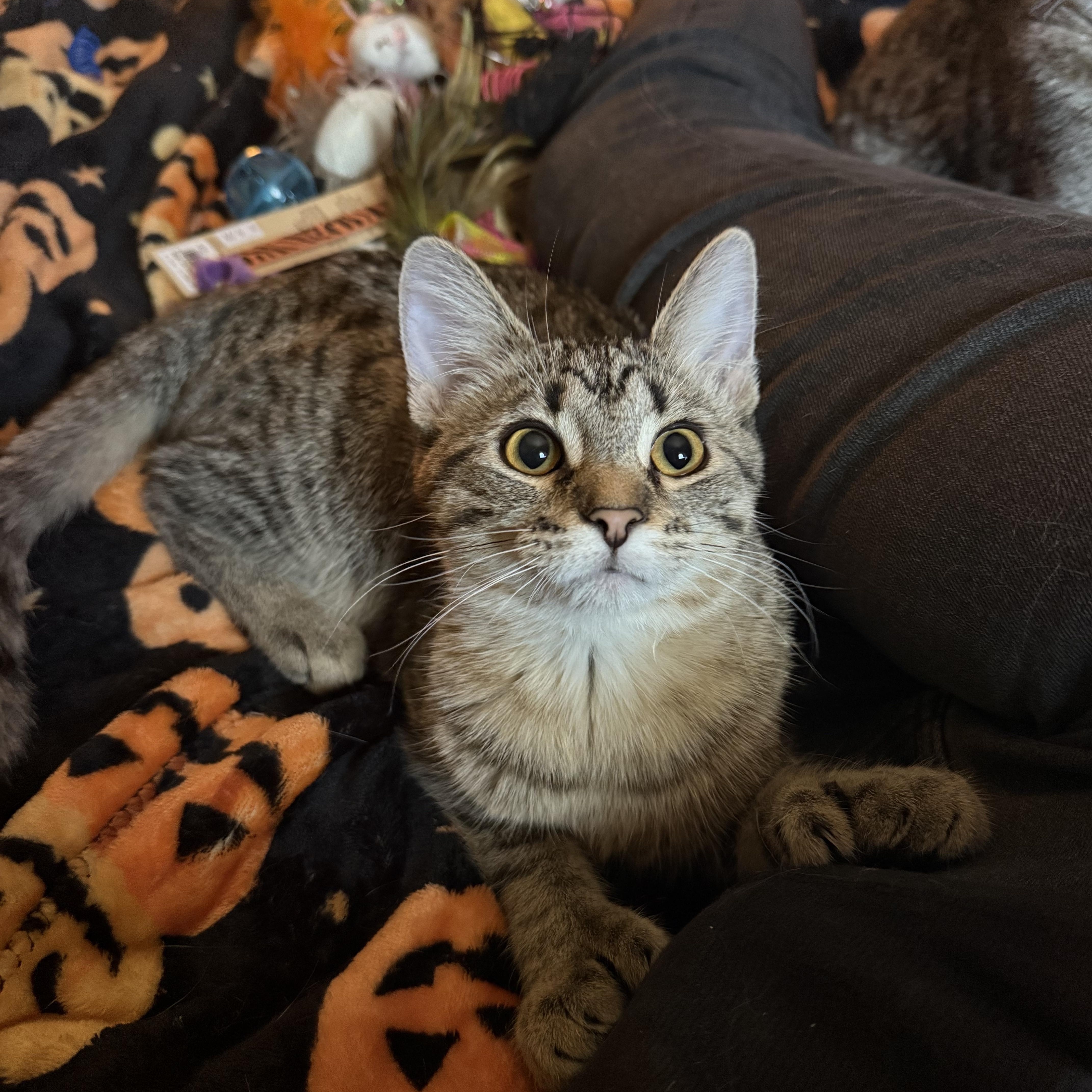 Moldie & Goldie thumbnail 2