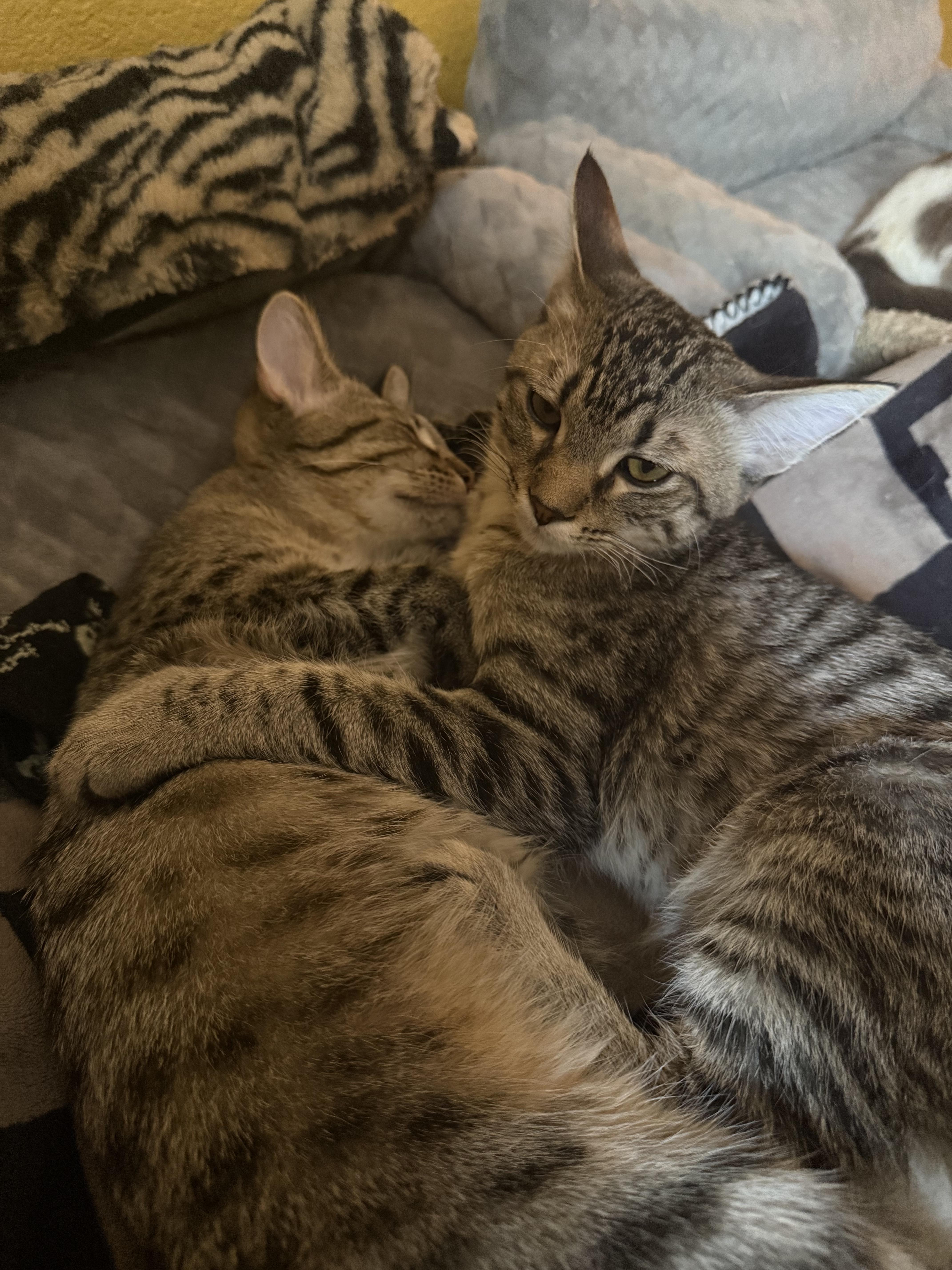 Moldie & Goldie thumbnail 3