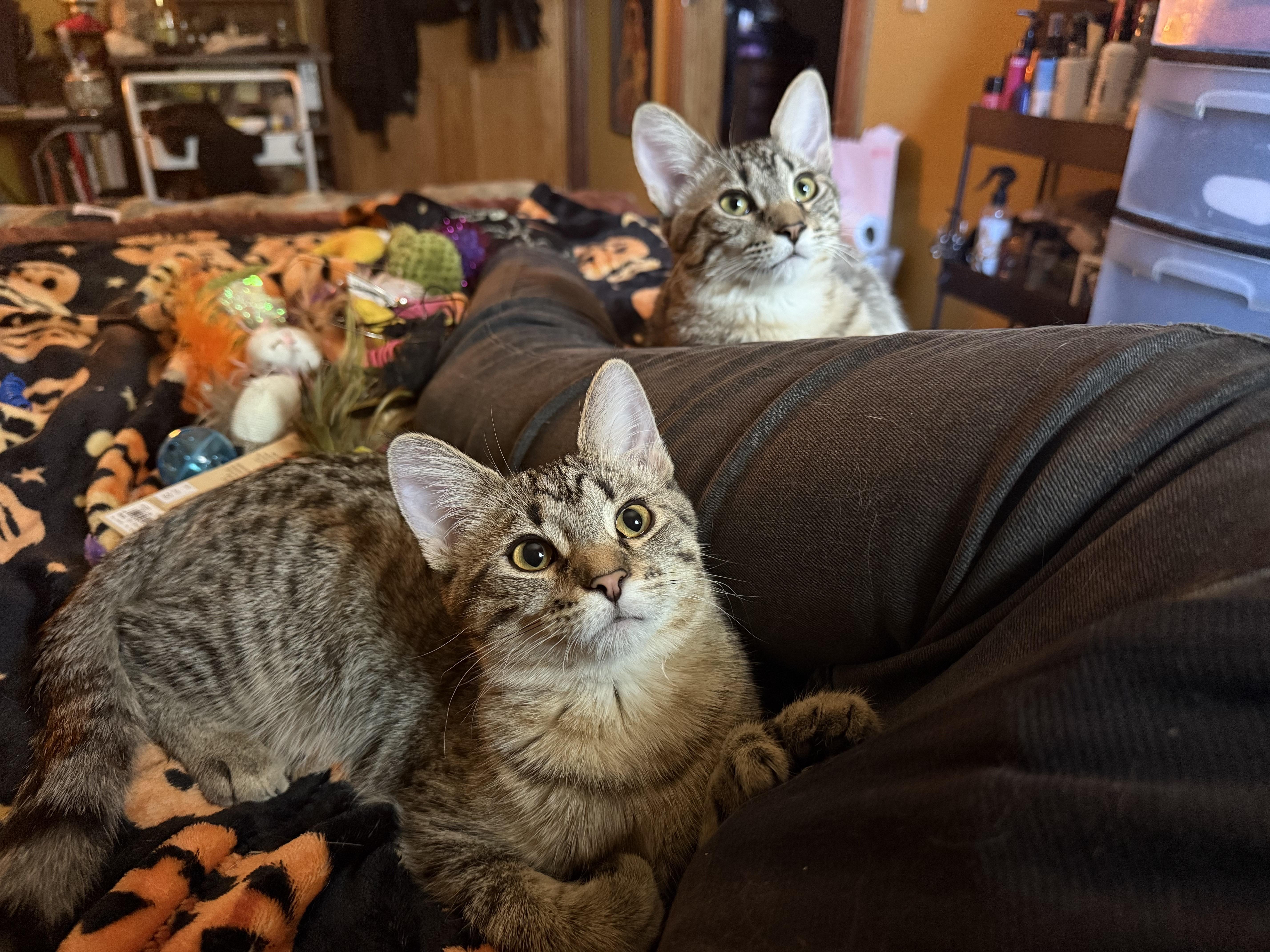 Moldie & Goldie thumbnail 4