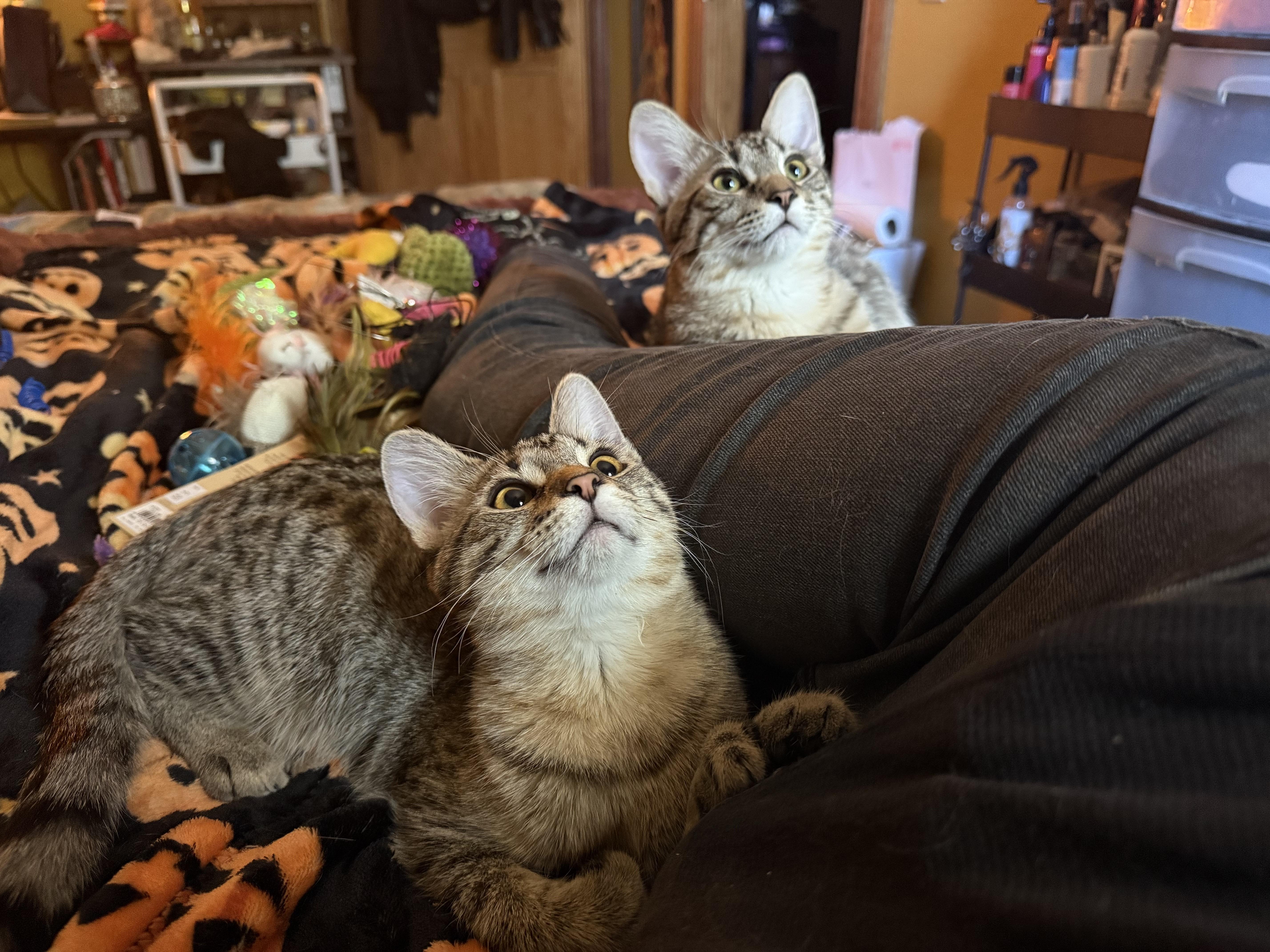 Moldie & Goldie thumbnail 5