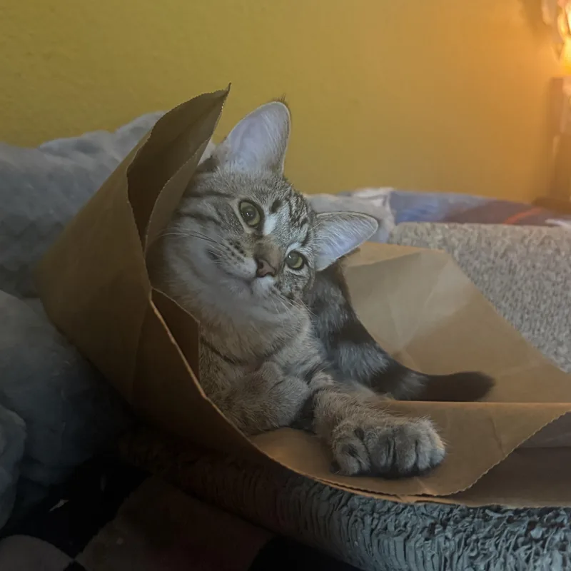 Moldie & Goldie thumbnail 6