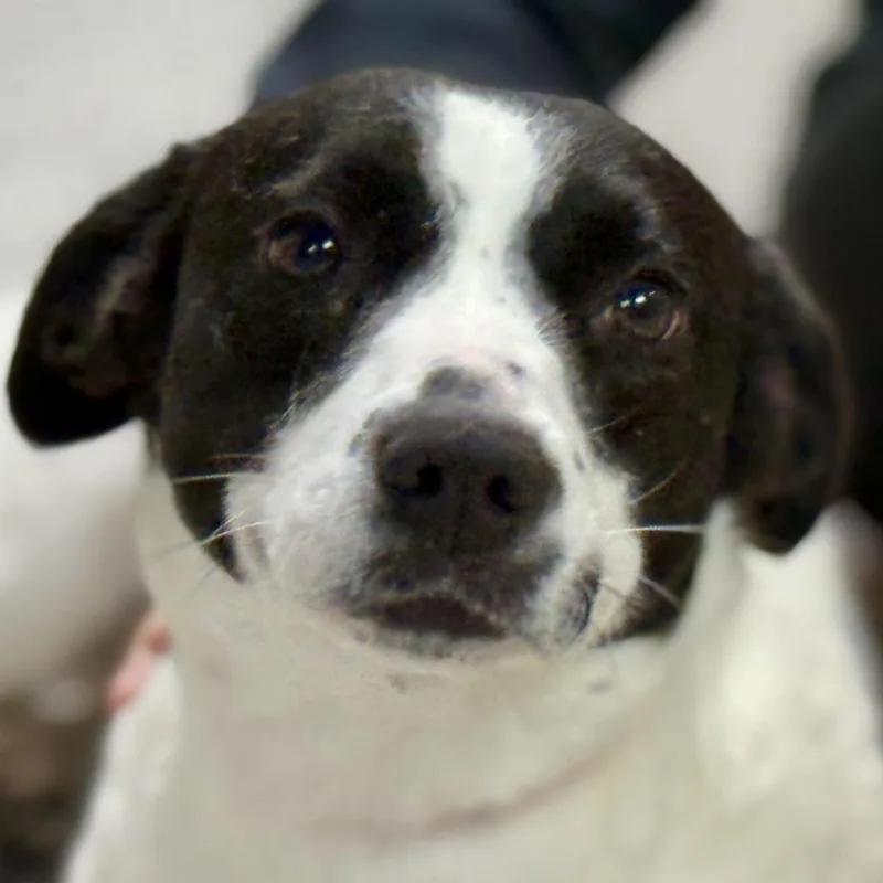 Perdita: The Low Rider thumbnail 3