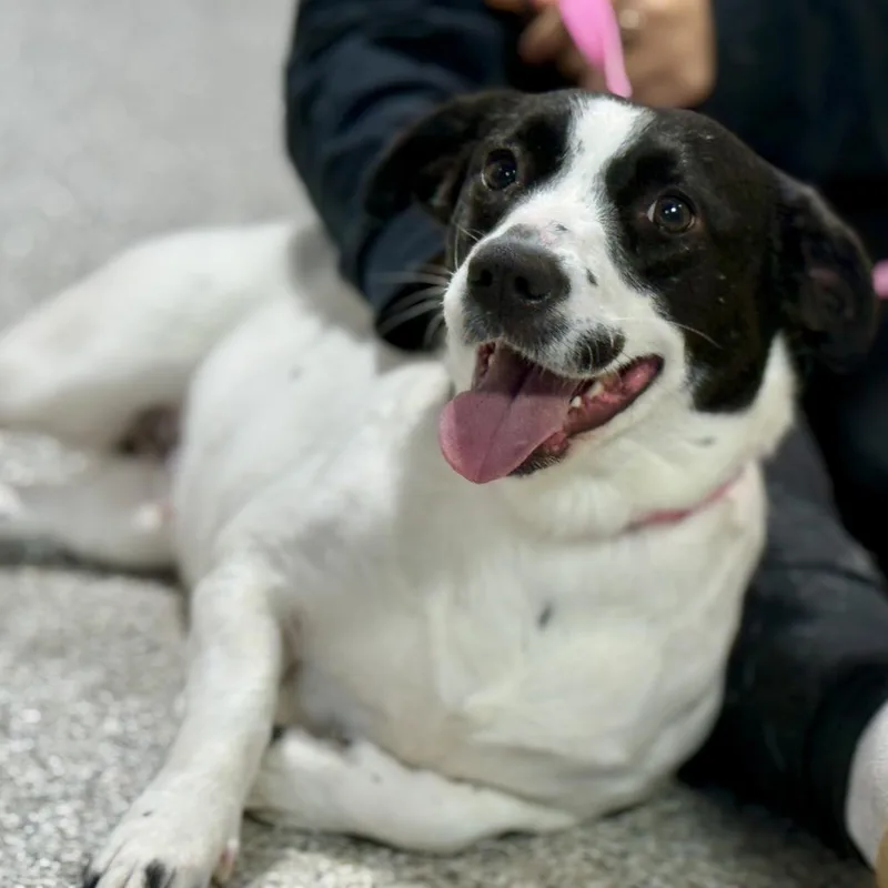 Perdita: The Low Rider