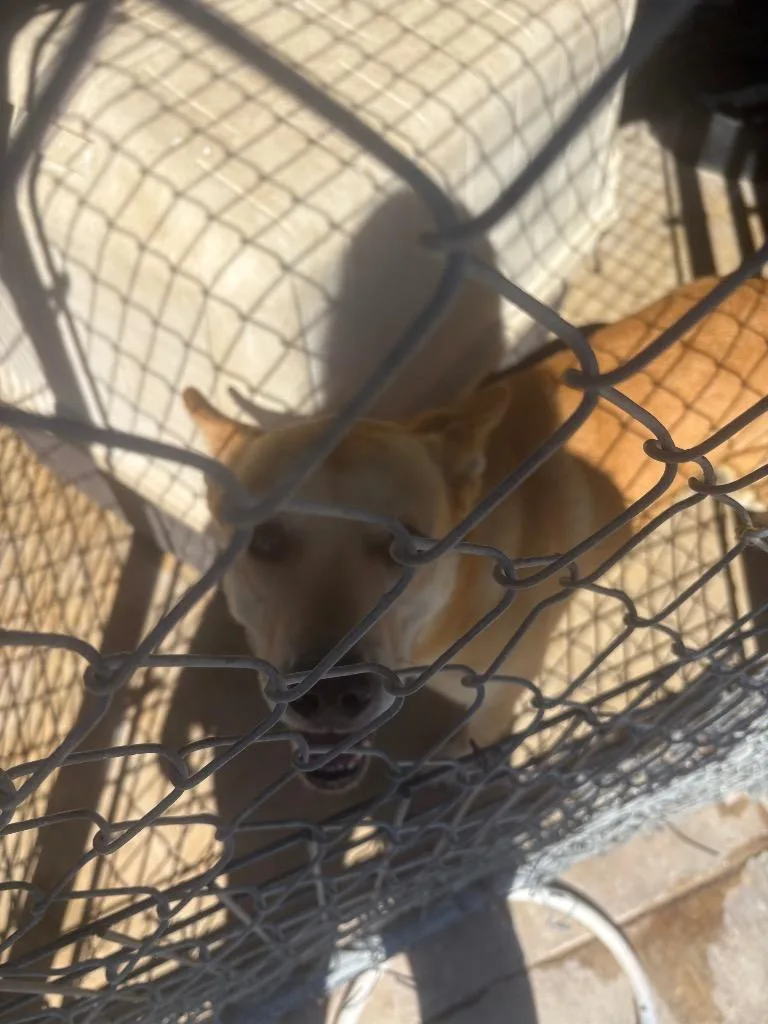 An adult medium-sized male Shepherd dog named Buddy for adoption in Brownwood, TX