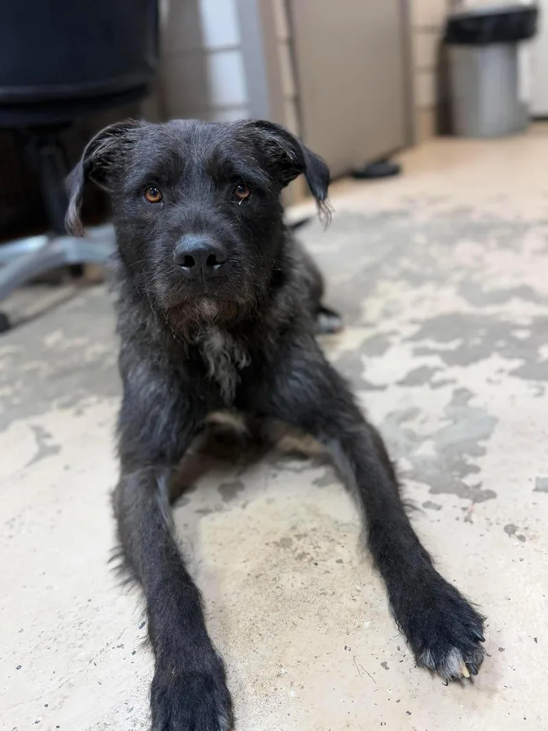 A young medium-sized male Black Wirehaired Terrier dog named Curly for adoption in Hawkins, TX