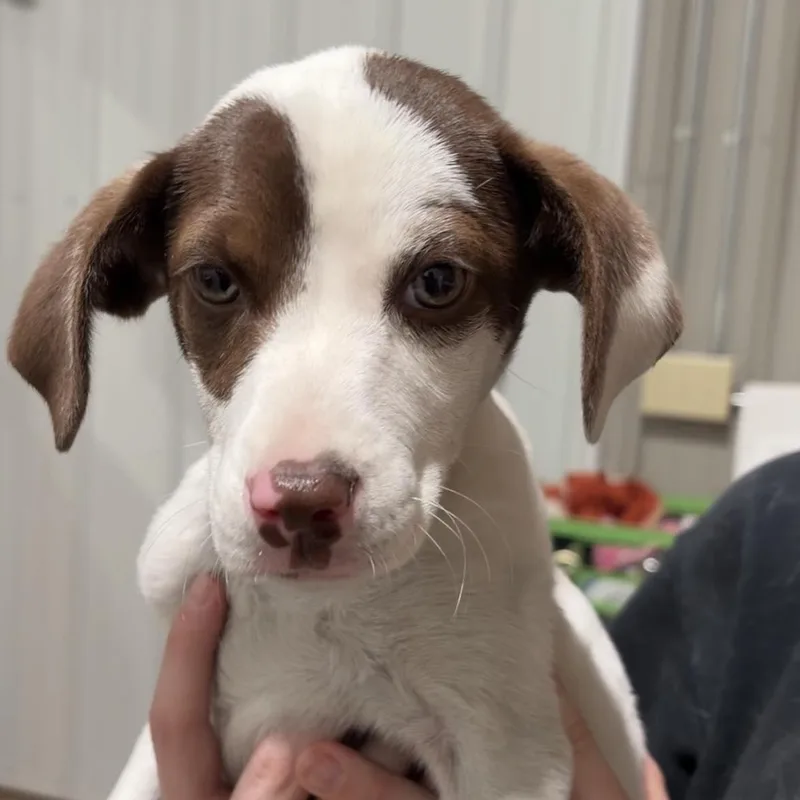 A baby medium-sized female Hound dog named Gina for adoption in Valparaiso, IN