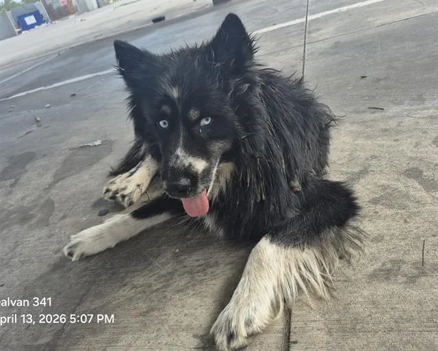 A young medium-sized male Husky dog named Trunks for adoption in San Antonio, TX