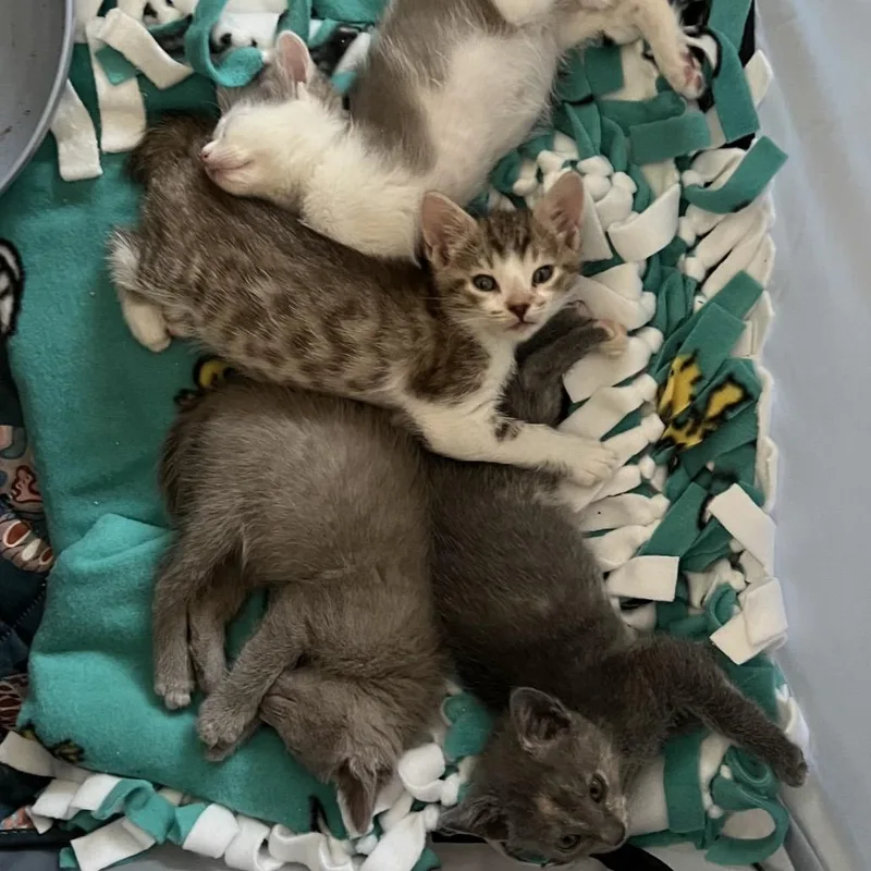 A baby small-sized male Gray / Blue / Silver Domestic Short Hair cat named Grayton for adoption in Jupiter, FL
