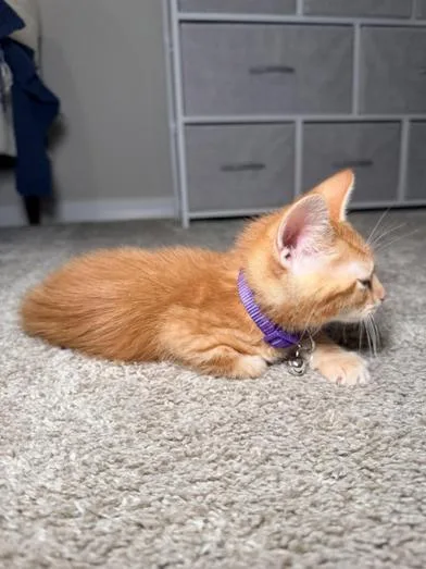 A baby small-sized male Tabby (Orange / Red) Domestic Short Hair cat named Nugget for adoption in Liverpool, TX