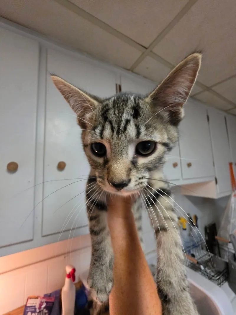 A young medium-sized male Tabby (Gray / Blue / Silver) Domestic Short Hair cat named Dave for adoption in Bendersville, PA