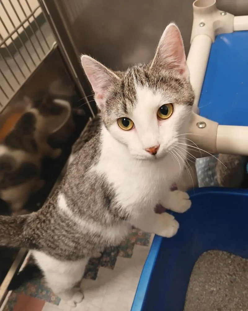 A baby small-sized female Domestic Short Hair cat named Petal for adoption in Ladysmith, WI