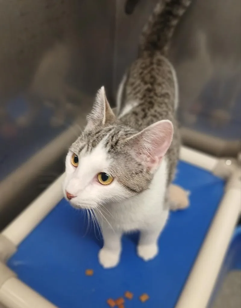 Petal thumbnail 2