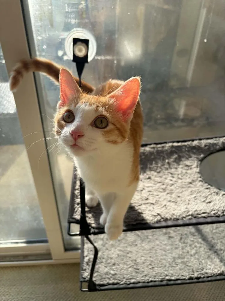 A baby small-sized male Orange & White Domestic Short Hair cat named Cheddar XII for adoption in Muskegon, MI