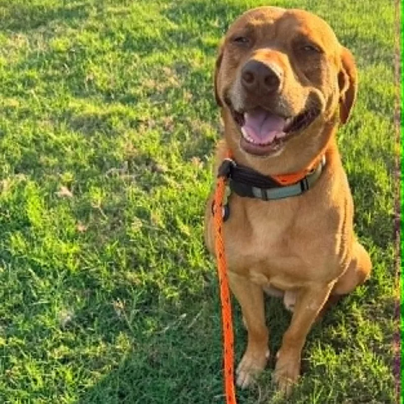 An adult medium-sized male Red / Chestnut / Orange Rhodesian Ridgeback dog named Carwash Buddy Lives At for adoption in Kaufman, TX