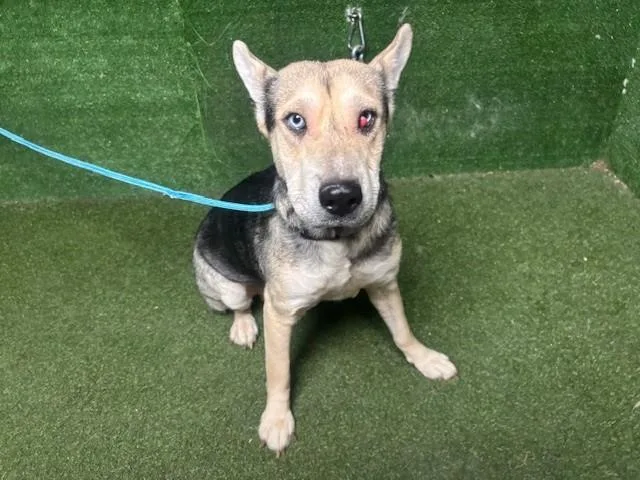 A young medium-sized female Siberian Husky dog named Artic for adoption in Lancaster, CA