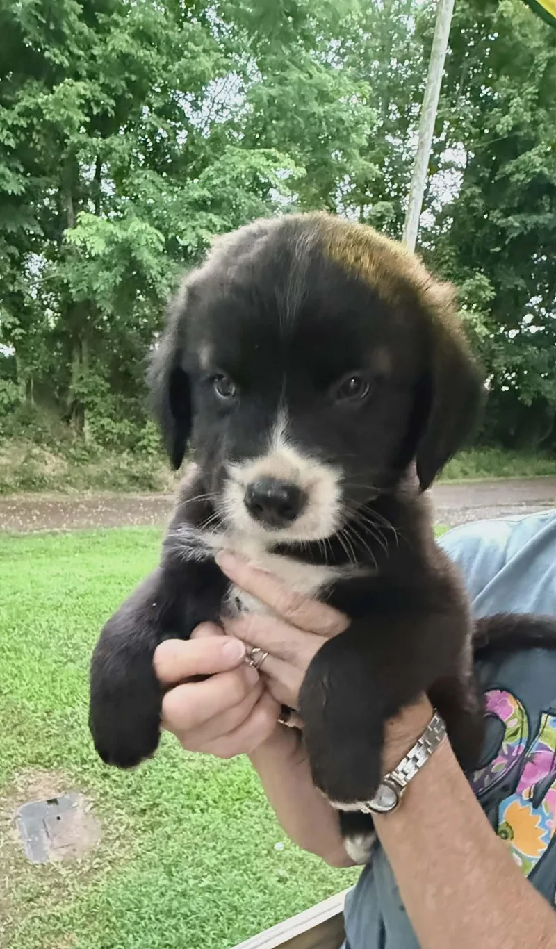 A baby medium-sized male Black Labrador Retriever dog named Onyx Sparkly for adoption in Andover, MA