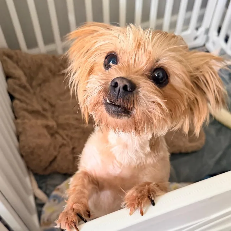 An adult small-sized female Golden Yorkshire Terrier dog named Florie for adoption in Saint John, IN