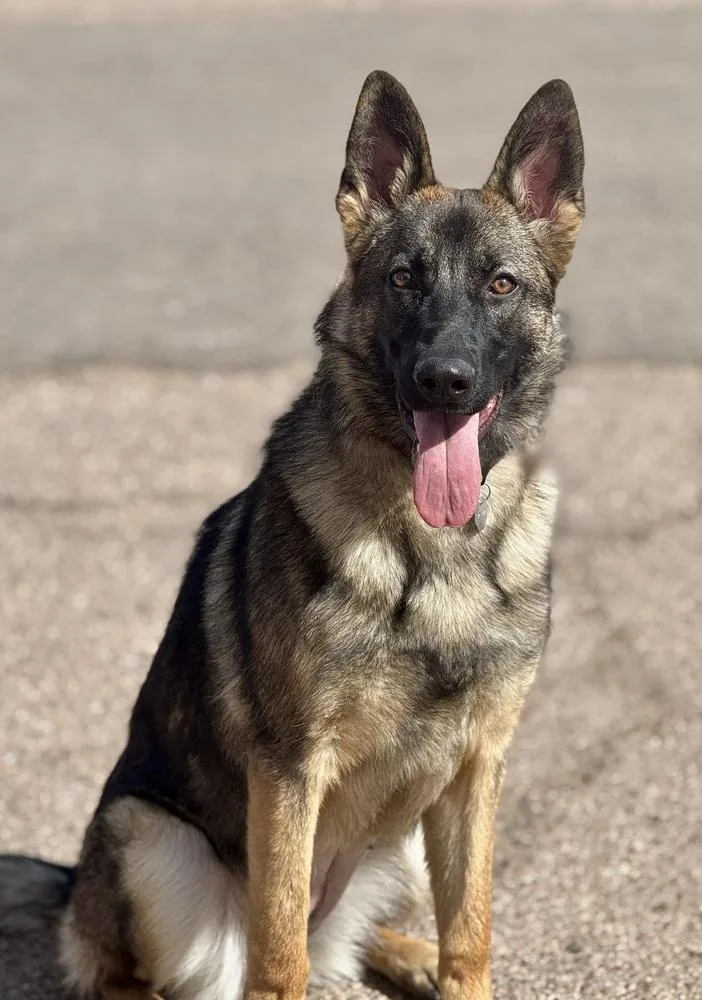 A baby medium-sized female Brown / Chocolate German Shepherd Dog dog named Blue for adoption in Littleton, CO