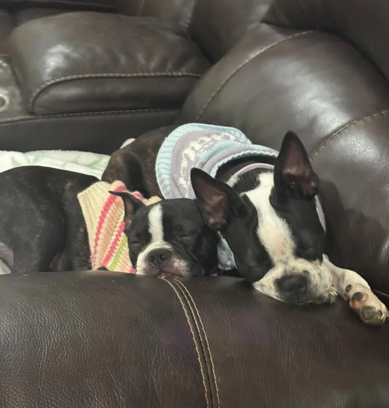 Sadie and Lady