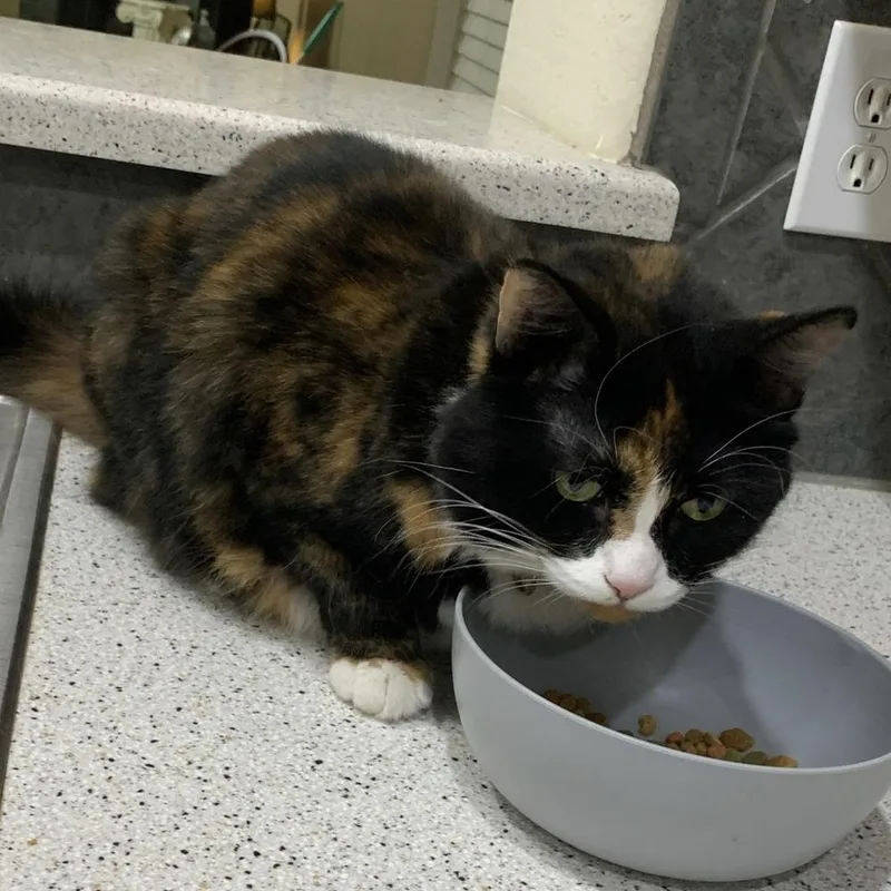 An adult medium-sized female Domestic Medium Hair cat named Bastet for adoption in Dallas, TX