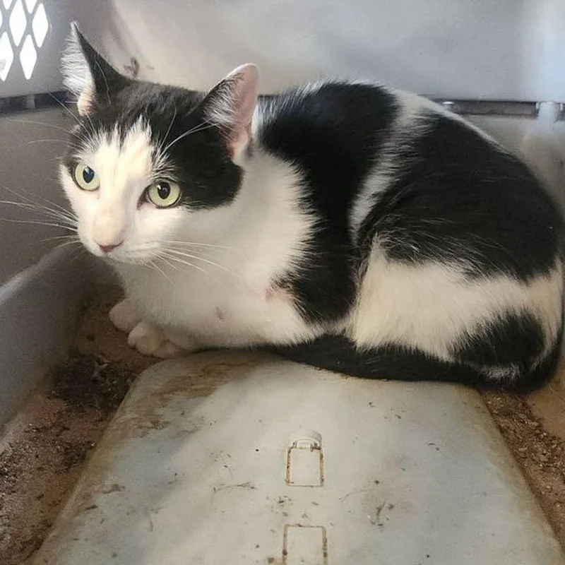 An adult medium-sized female Domestic Short Hair cat named Ricotta for adoption in Kingman, AZ