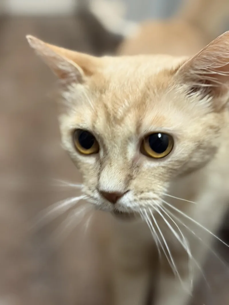 A young medium-sized female Tabby (Orange / Red) Tabby cat named Faith for adoption in Greensburg, PA