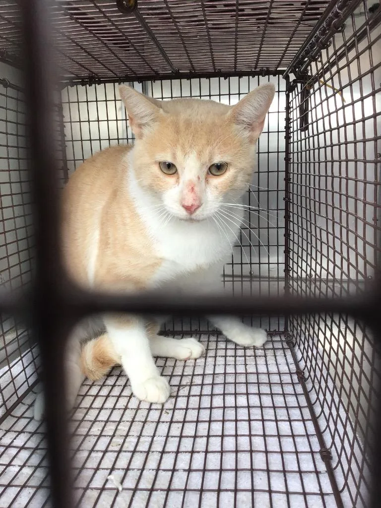 A young small-sized male Domestic Short Hair cat named Jerry for adoption in New Braunfels, TX