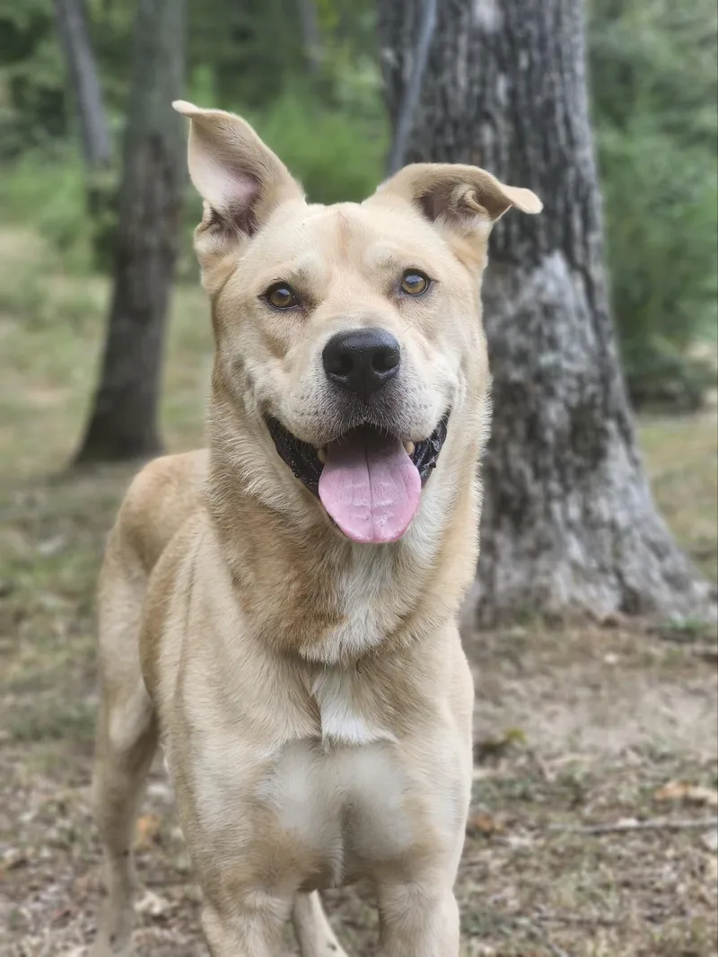 An adult large-sized male Apricot / Beige German Shepherd Dog dog named Danny for adoption in CUMMING, GA