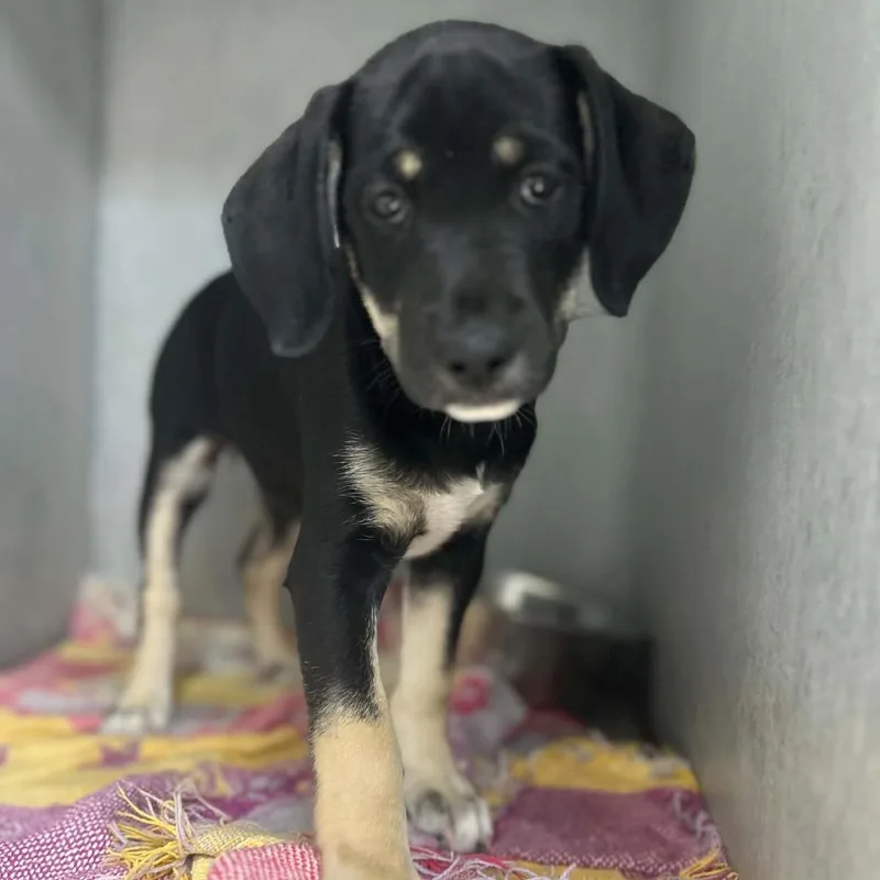 A baby small-sized female Black Standard Schnauzer dog named CeCe for adoption in Tyler, TX