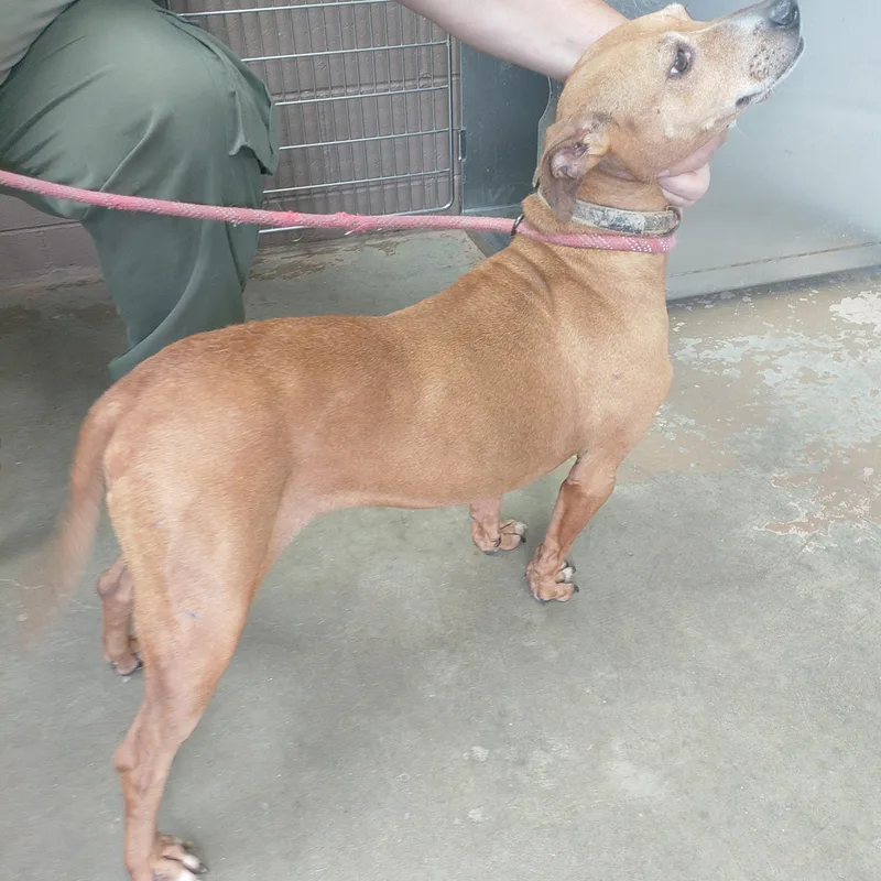 An adult medium-sized female Red / Chestnut / Orange Shepherd dog named 26-073 for adoption in Carrollton, OH