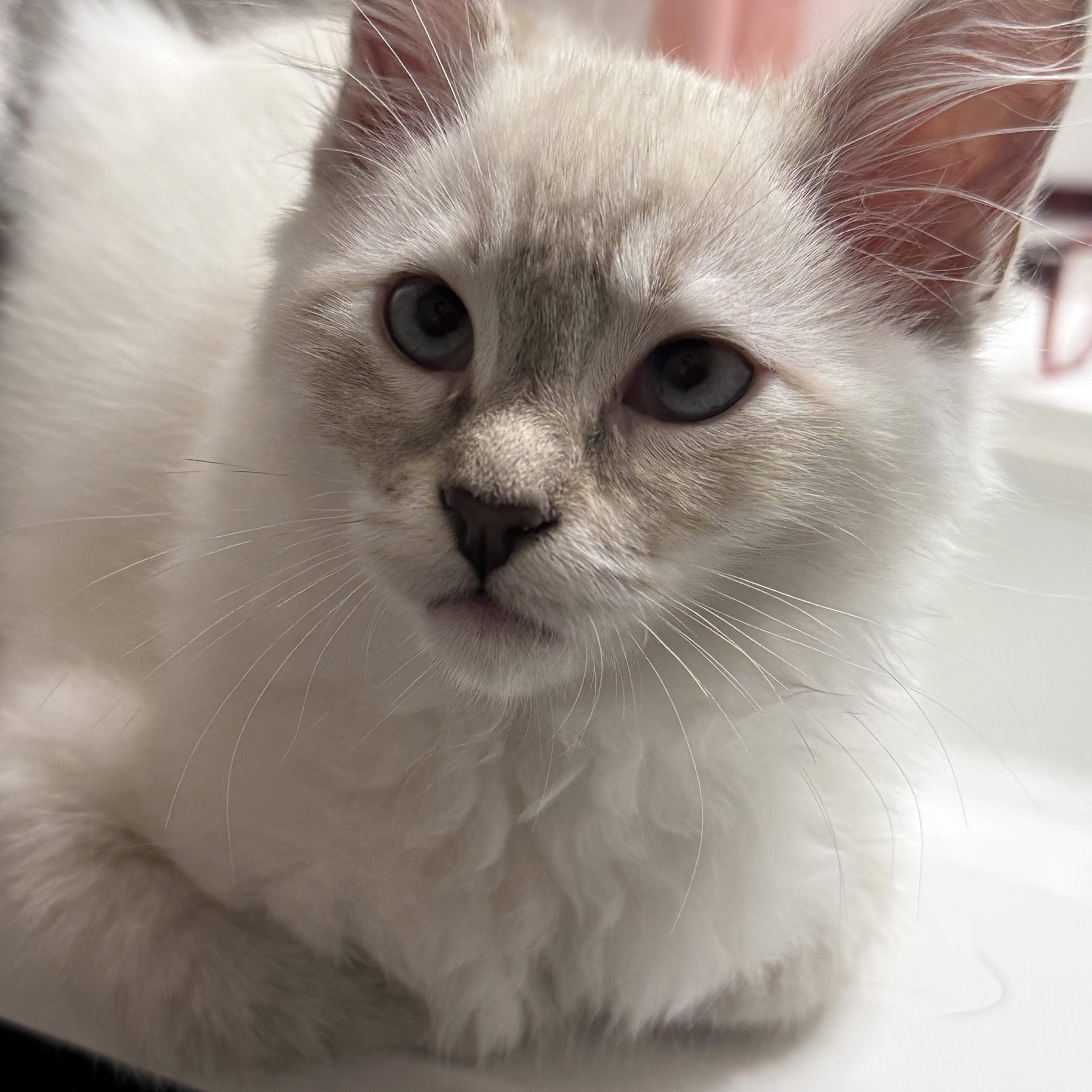 A baby medium-sized female Domestic Long Hair cat named Gizmoo for adoption in Renton , WA