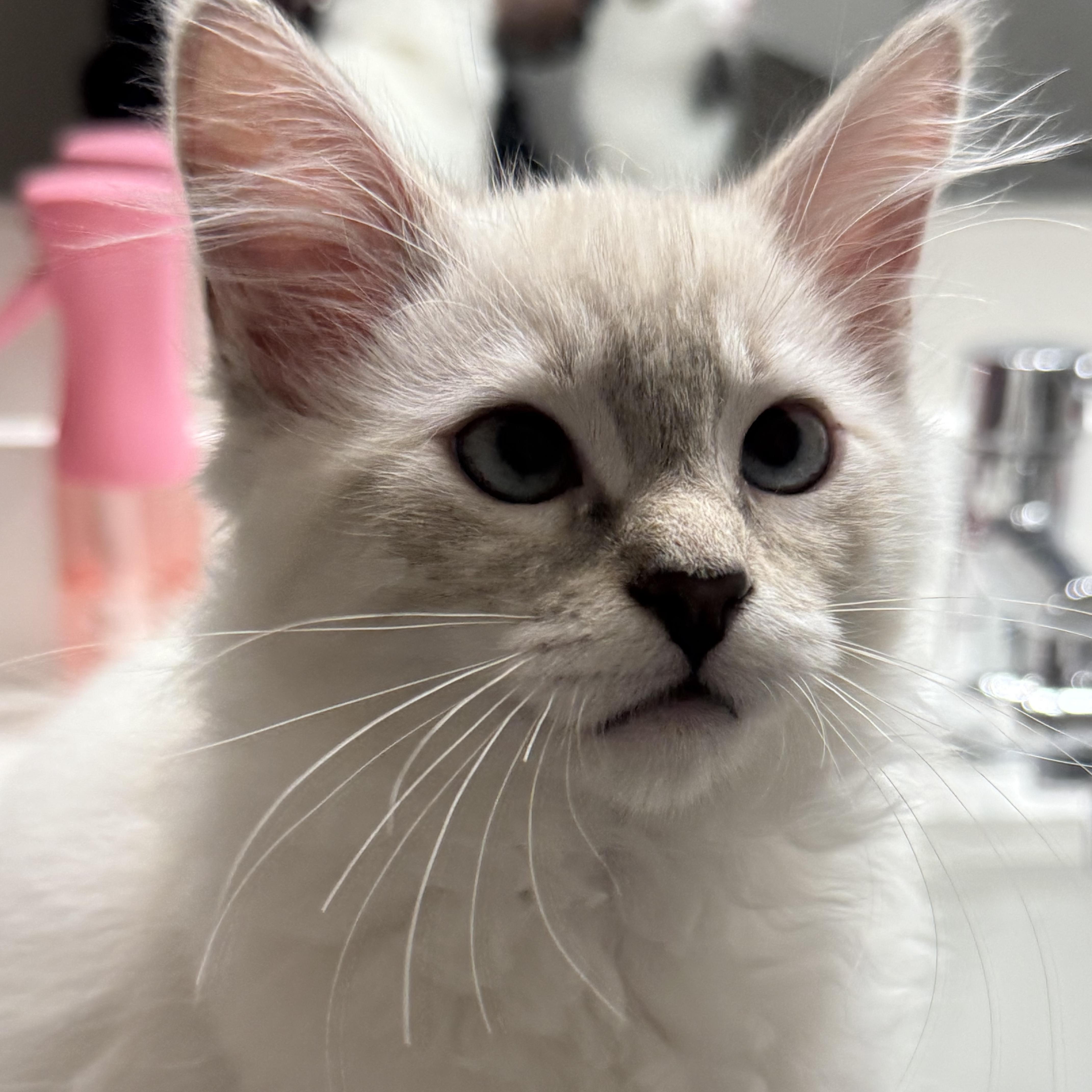 Gizmoo thumbnail 2