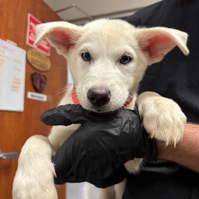 A young small-sized female Yellow / Tan / Blond / Fawn Husky dog named Ashlee Simpson for adoption in Yuma, AZ