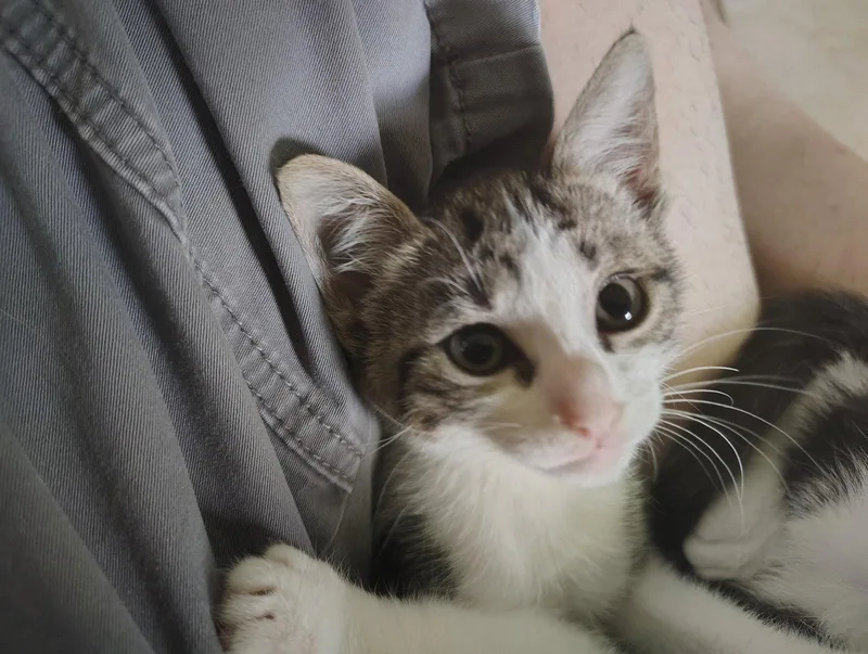 A baby medium-sized female Tiger cat named Juni for adoption in Wesley Chapel, FL