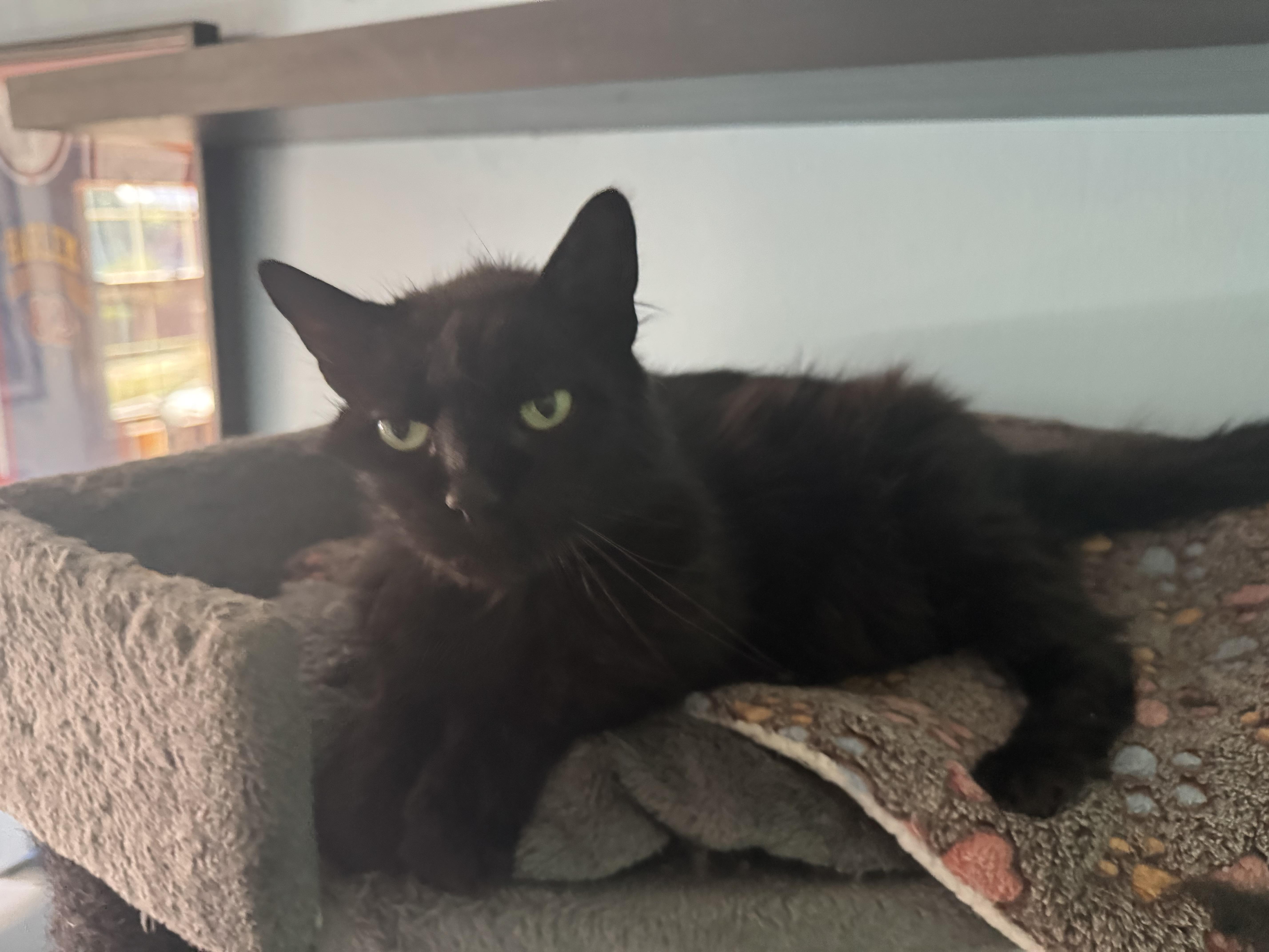 An adult medium-sized male Black Domestic Medium Hair cat named Fluffy for adoption in Verona, PA