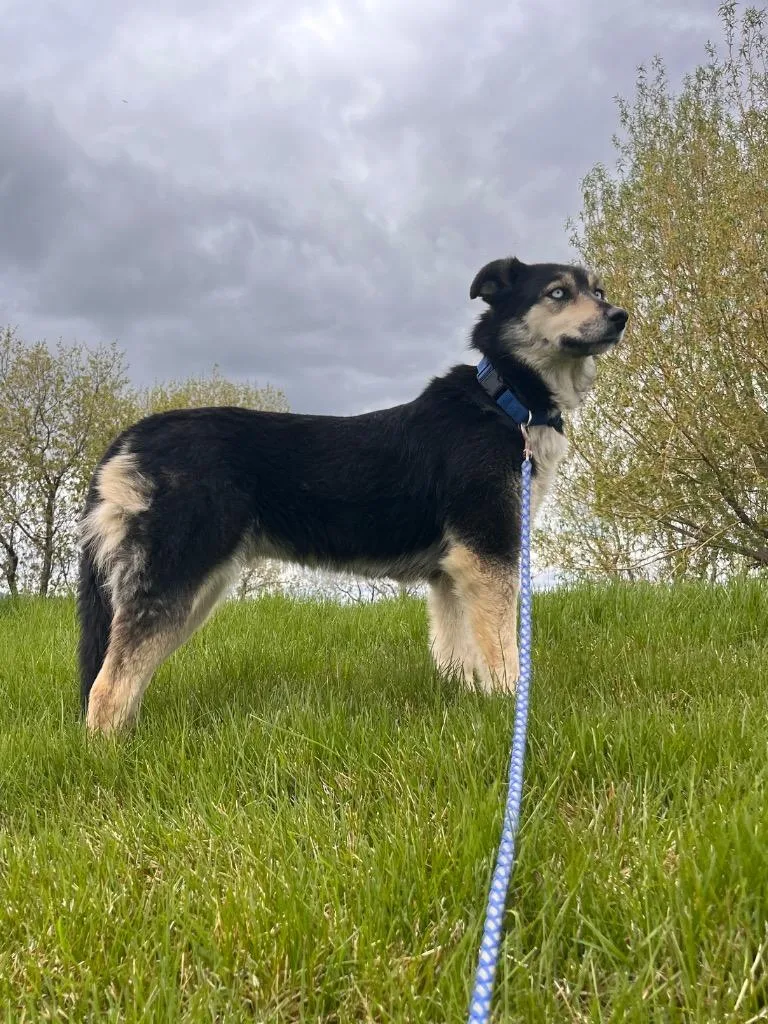 An adult medium-sized female Australian Shepherd dog named Blue for adoption in Logan, UT