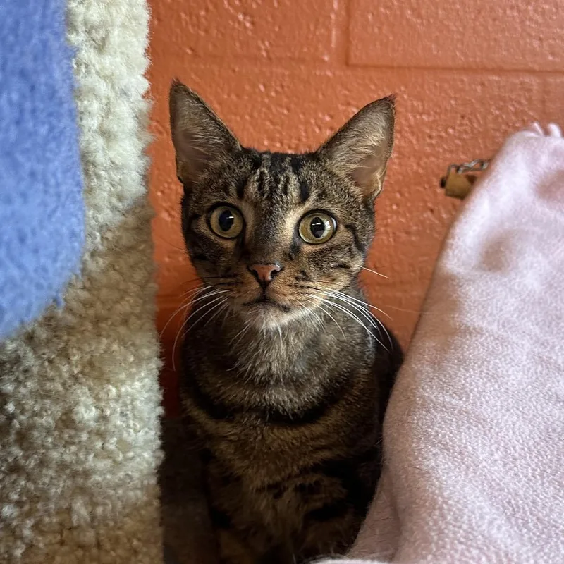 A senior large-sized male Brown / Chocolate Domestic Short Hair cat named Bob for adoption in Sarasota, FL