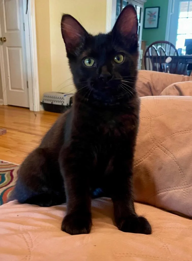 A baby medium-sized male Domestic Short Hair cat named GusGus for adoption in Fort Oglethorpe, GA