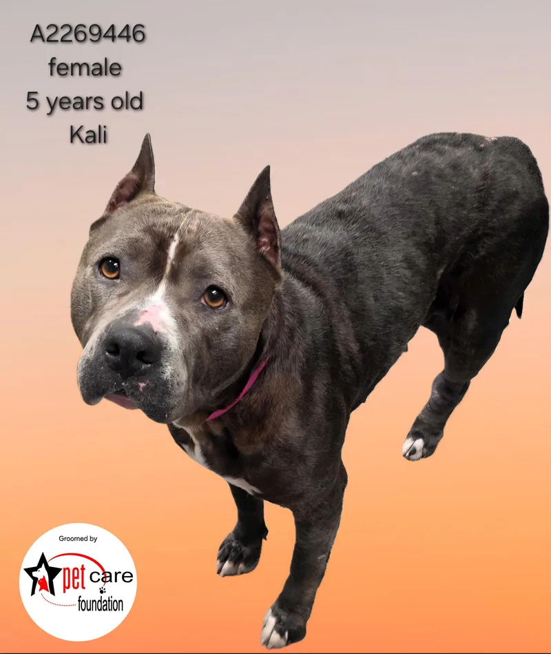 An adult large-sized female Pit Bull Terrier dog named Kali for adoption in Los Angeles, CA