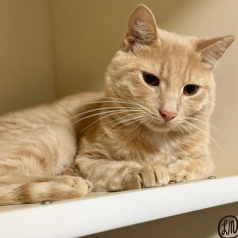 An adult medium-sized male Buff / Tan / Fawn Domestic Short Hair cat named Frito for adoption in Victor, NY