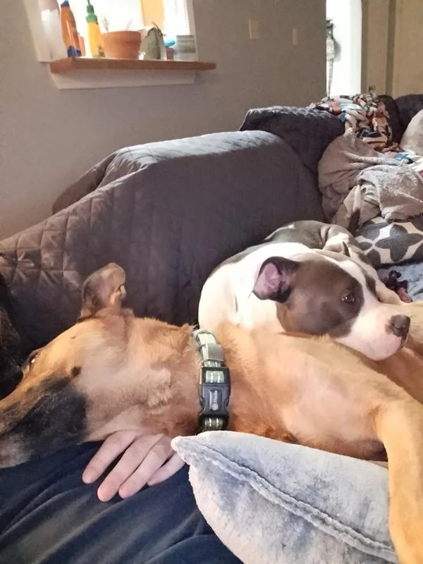 A young large-sized female Pit Bull Terrier dog named Bailey for adoption in Austin, TX