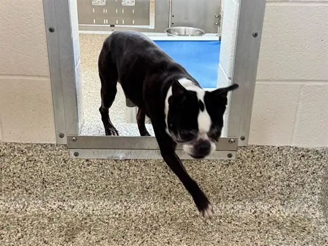 An adult medium-sized male Boston Terrier dog named Neelixs for adoption in Colorado Springs, CO