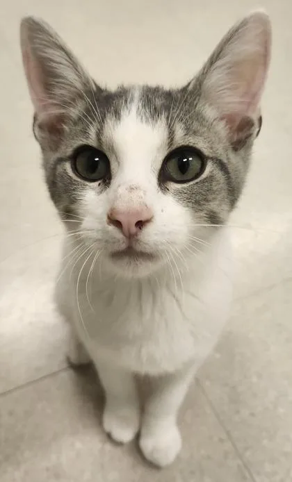 An adult large-sized male Domestic Short Hair cat named Glaceon for adoption in Columbus, IN