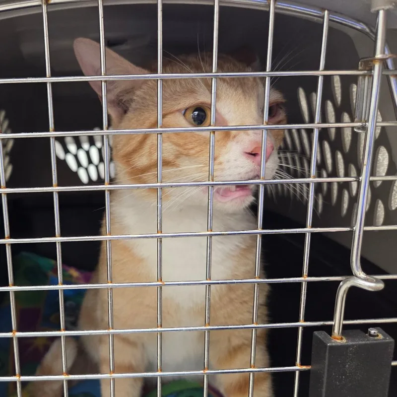 A young large-sized male Orange / Red Domestic Short Hair cat named Pumpkin for adoption in Chattanooga, TN