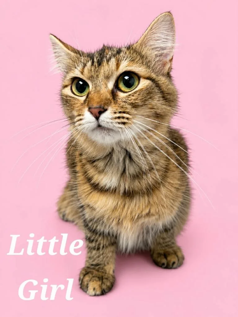 A young small-sized female Domestic Medium Hair cat named Little Girl for adoption in Rutherfordton, NC