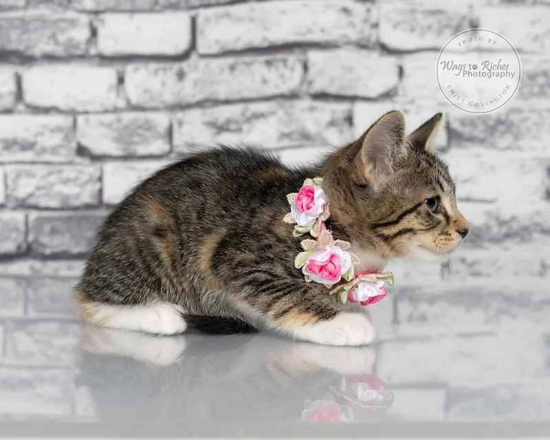 A baby medium-sized female Tabby (Orange / Red) Torbie cat named Angie for adoption in Tuscaloosa, AL
