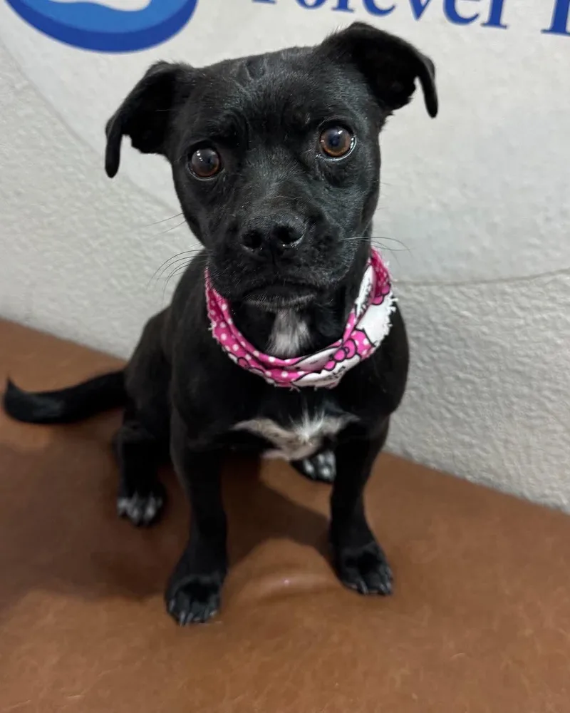 A young small-sized female Pug dog named Reeses Cup for adoption in Las Vegas, NV