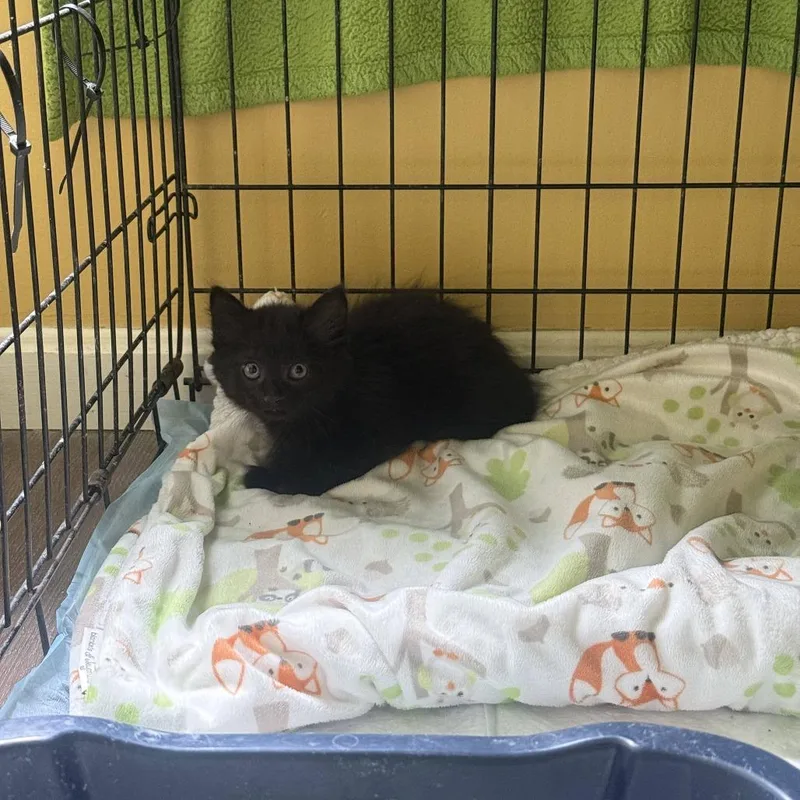 A baby small-sized male Black Domestic Medium Hair cat named M&M Bowers for adoption in Woodstock, VA