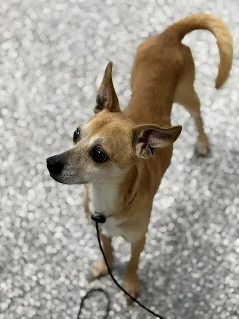 An adult small-sized male Yellow / Tan / Blond / Fawn Chihuahua dog named Tank for adoption in Bryan, OH